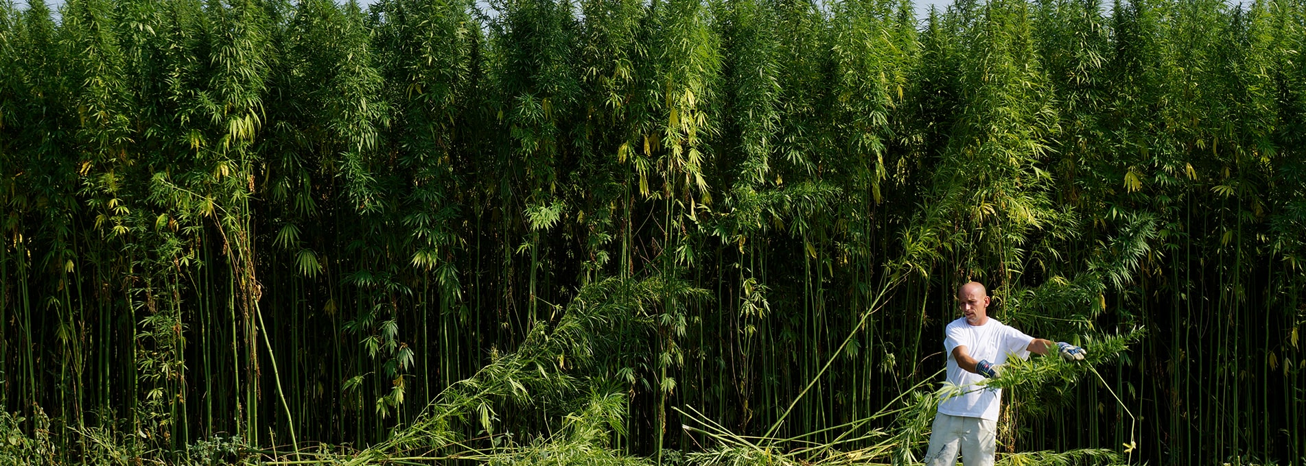 Anbau und Verarbeitung von Hanf Cannabis Banner Anbau und Verarbeitung von Hanf Cannabis Banner